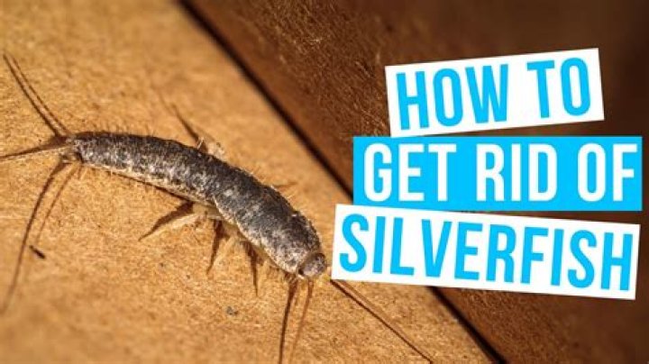 What kills silverfish fast?