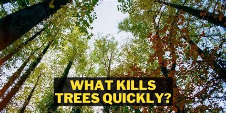 What kills trees quickly?
