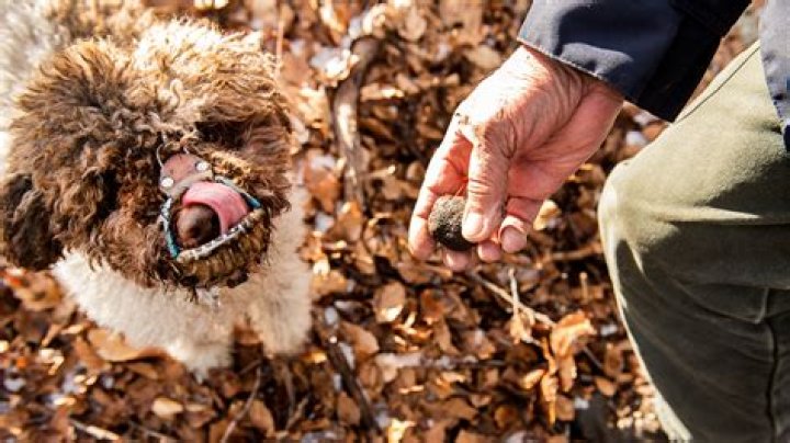 What kind of dog finds truffles?
