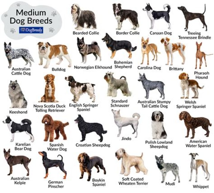 What kind of dog should a Taurus get?