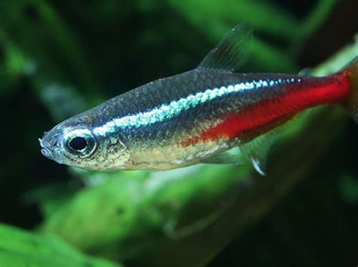 What kind of fish can I catch with corn?