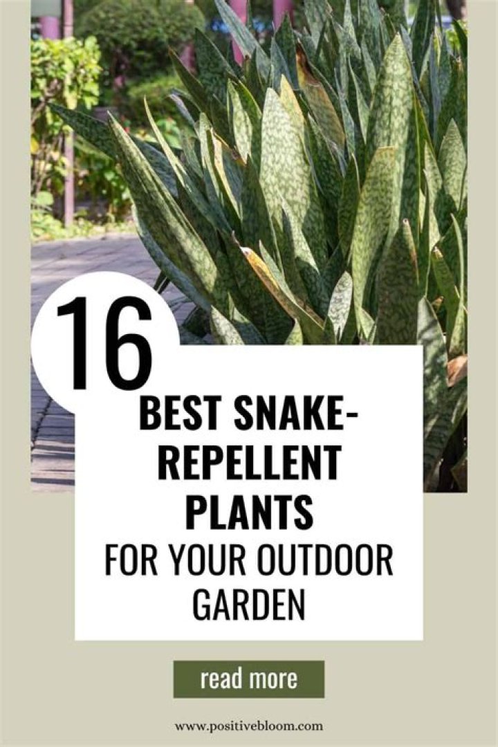 What kind of flowers do snakes hate?