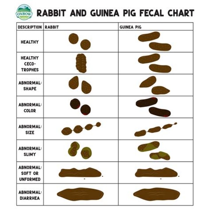 What kind of poop is black with a white tip?
