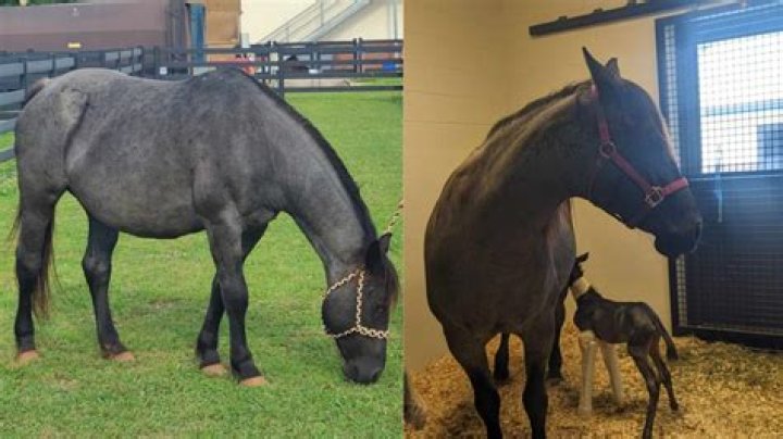 What makes a horse an easy keeper?