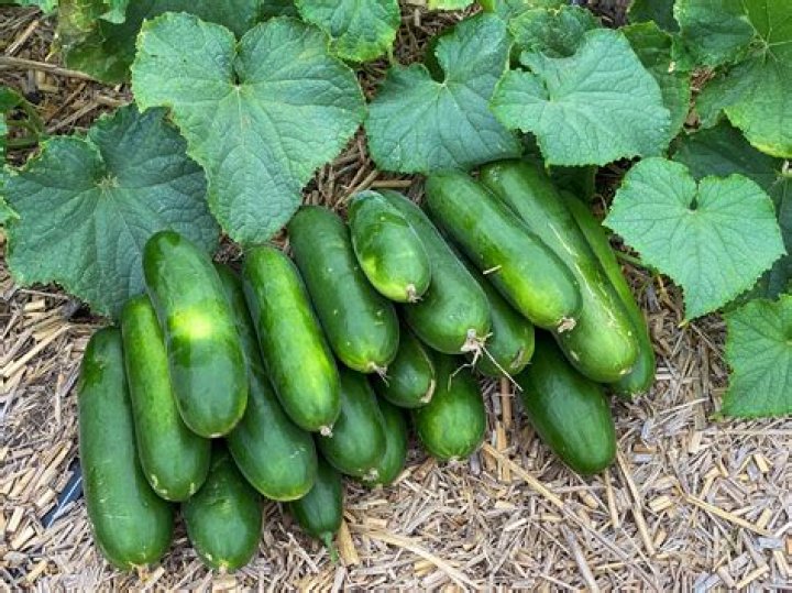 What makes cucumbers grow round?