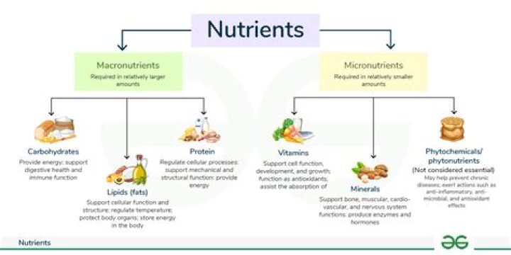 What nutrients main purpose is to provide our bodies with energy quizlet?