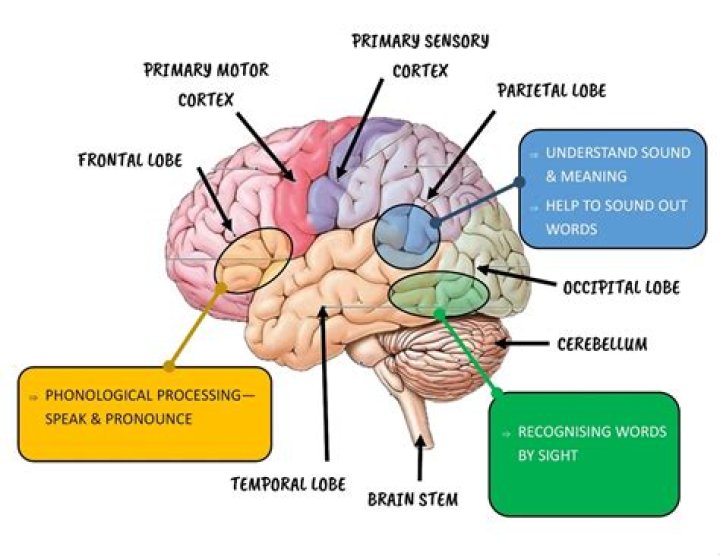 What part of the brain controls spelling?