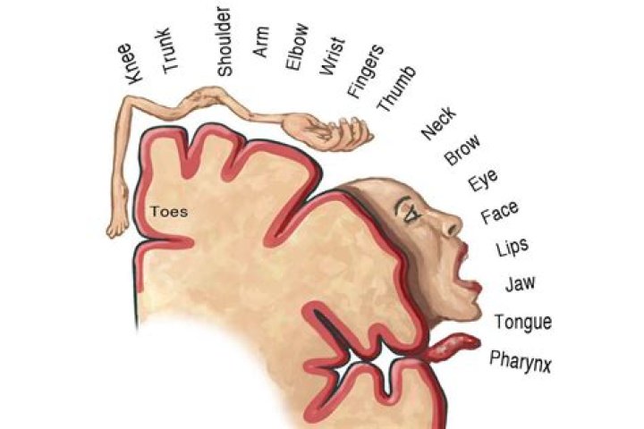 What part of the brain controls the face?