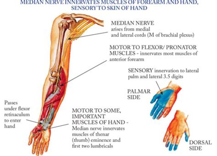 What part of the hand is affected by median nerve compression?
