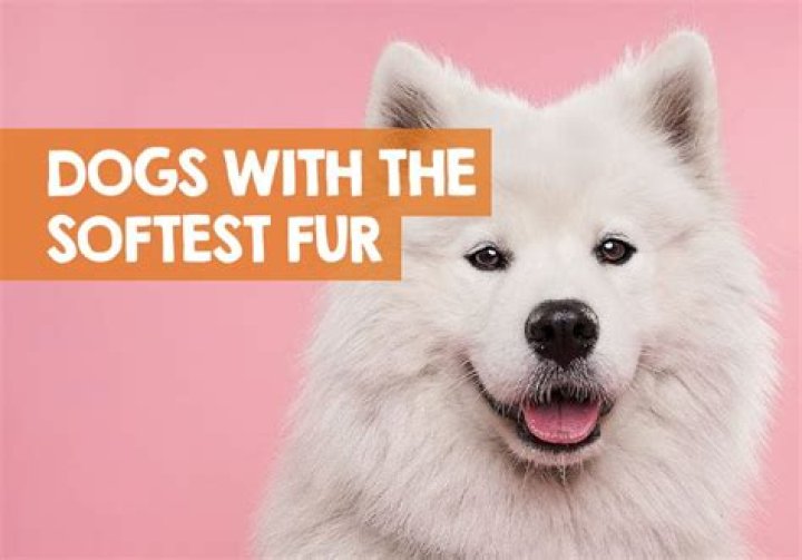 What pet has the softest fur?