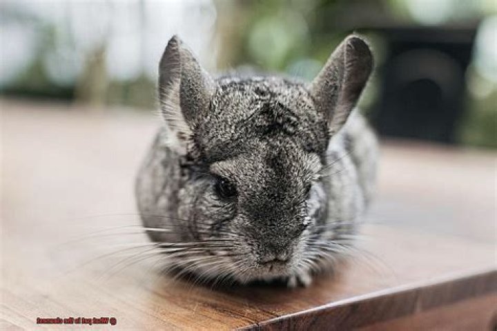 What pet is the cleanest?