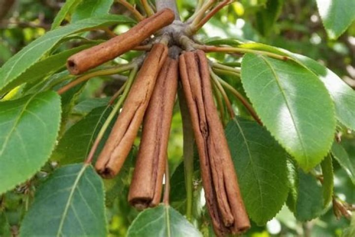 What poison smells like cinnamon?
