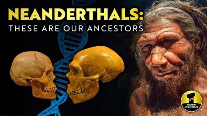 What race has no Neanderthal?