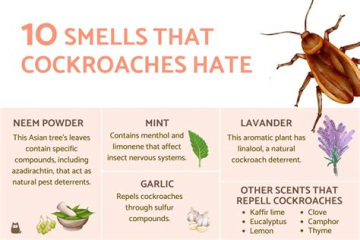 What scares away roaches?