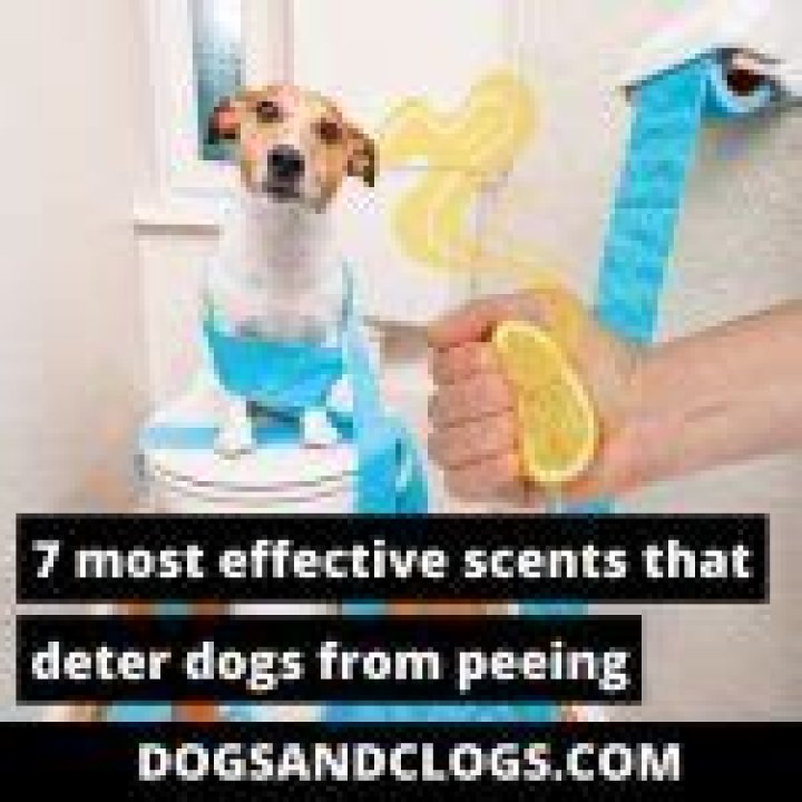 What scents deter dogs from peeing?