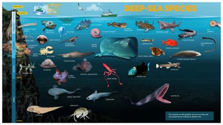 What sea creature lives the deepest?