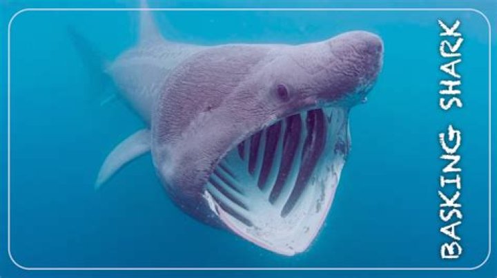What sharks are friendly?
