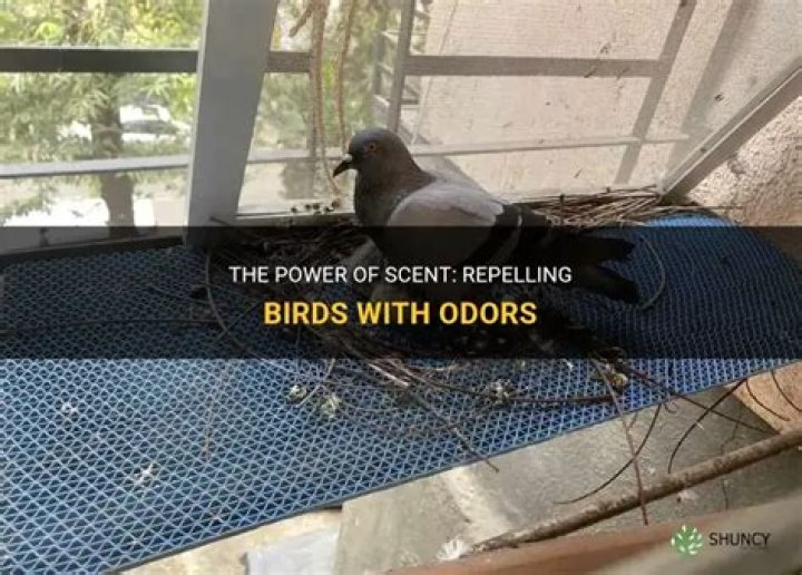 What smell will keep birds away?
