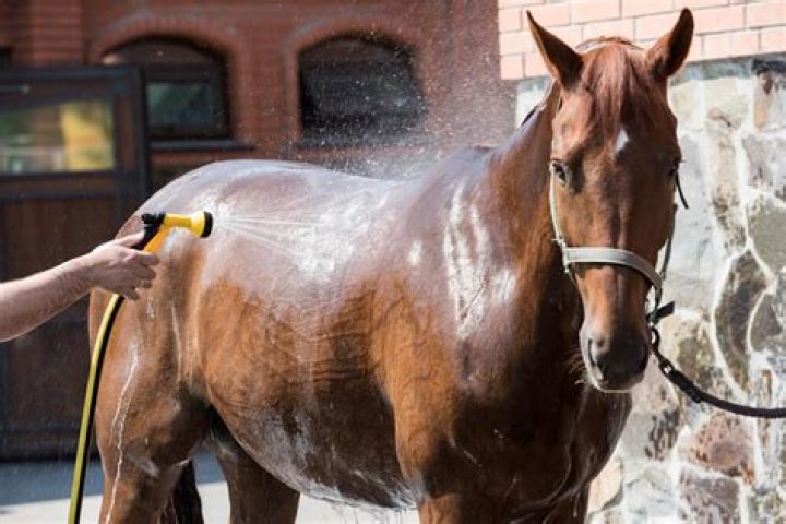 What soap can I use to wash my horse?