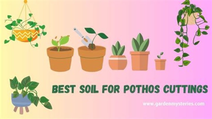 What soil is best for cuttings?