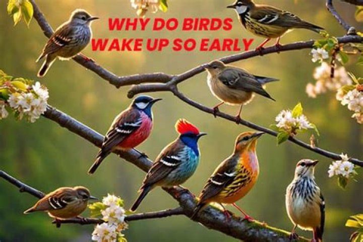 What time do early birds wake up?