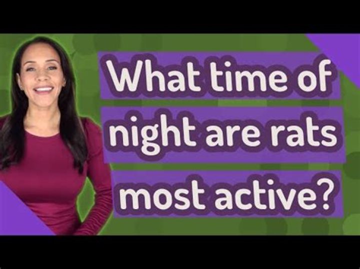 What time of day are rats most active?