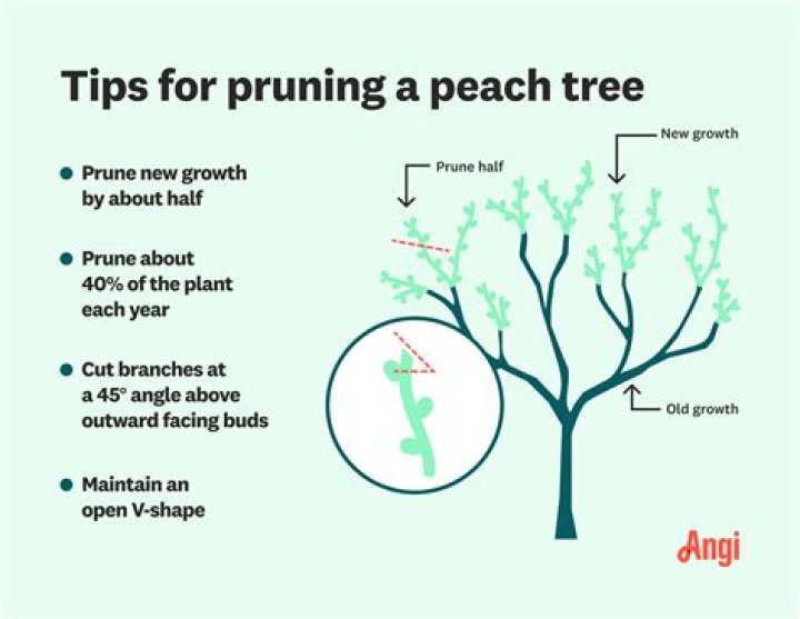 What time of year is best to prune a tree?