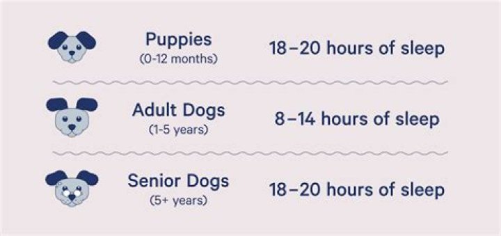 What time should a dog go to bed at night?