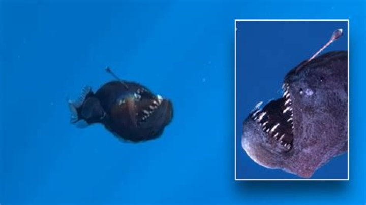 What to do after fish dies?