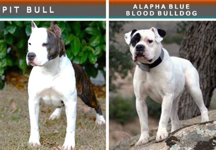 What to do if pitbull bites you?