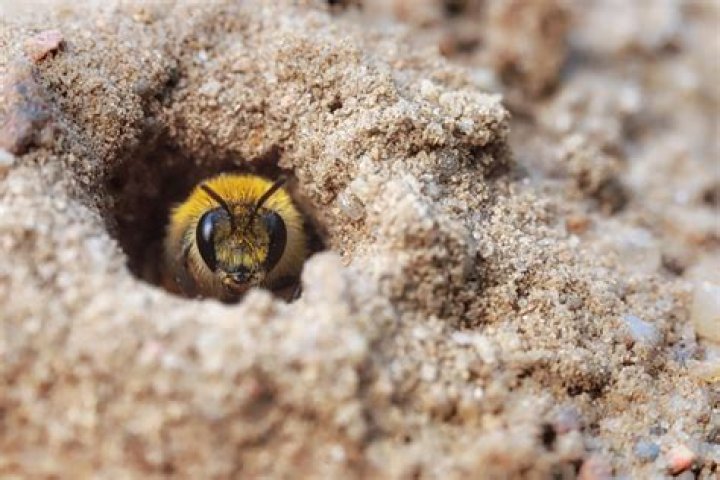 What to do if you see a bee on the ground?