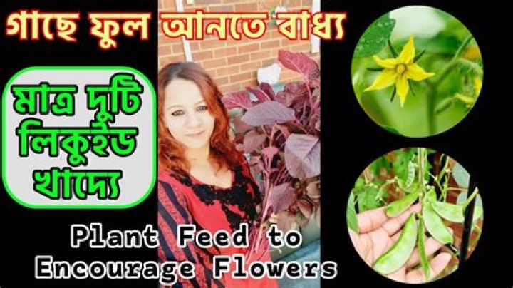 What to feed plants to encourage flowers?