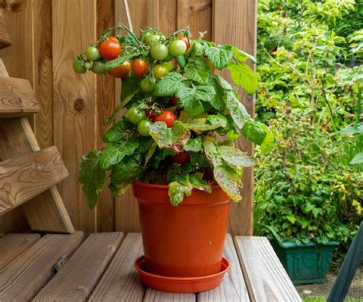 What to plant with tomatoes to attract bees?