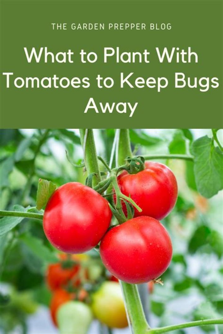 What to plant with tomatoes to keep bugs away?