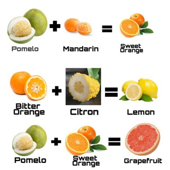 What two fruits make a lemon?