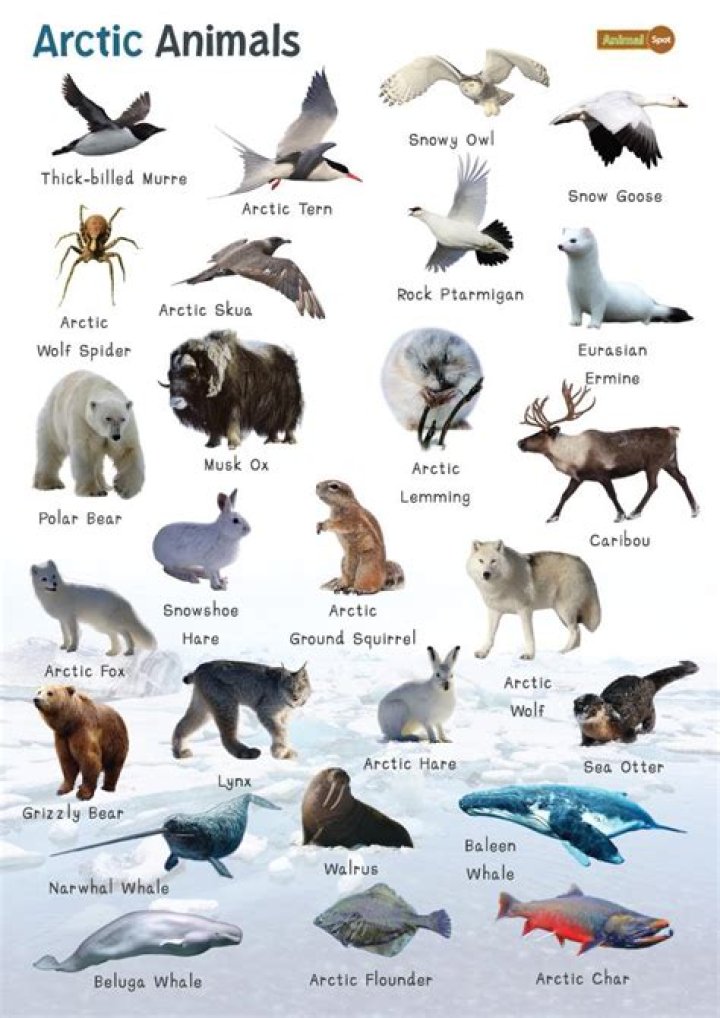 What type of animal is infinite?