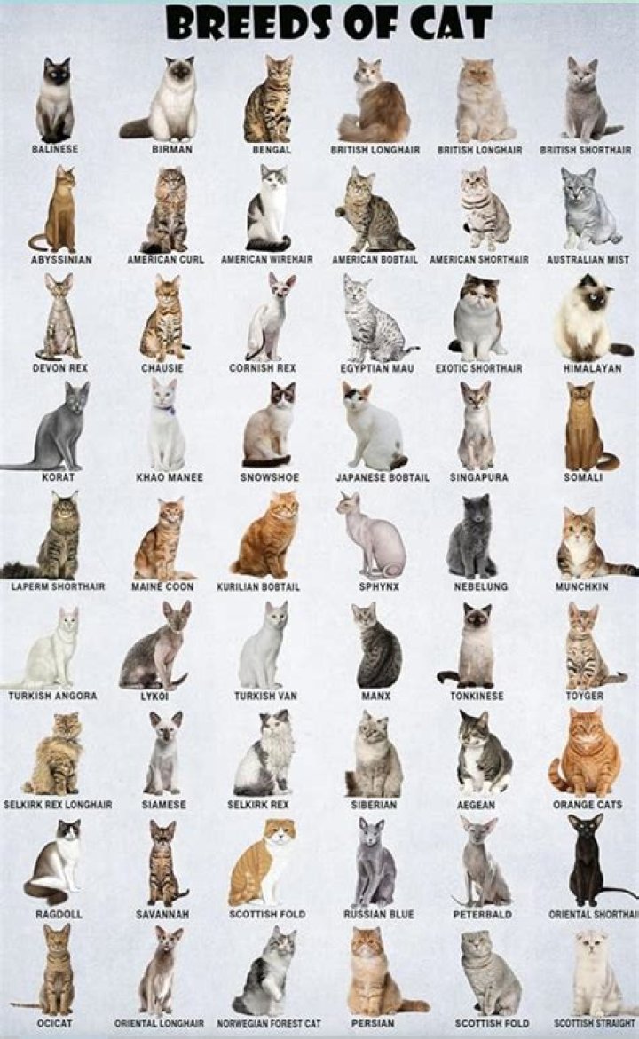 What type of cat is Plagg?