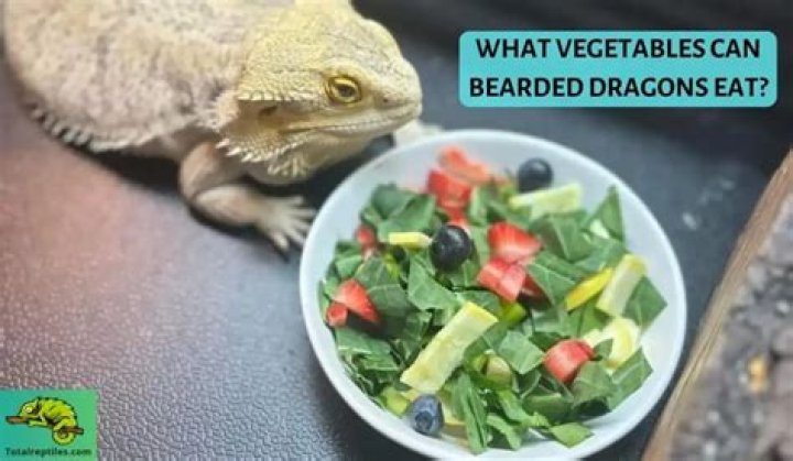 What vegetables can bearded dragons not eat?
