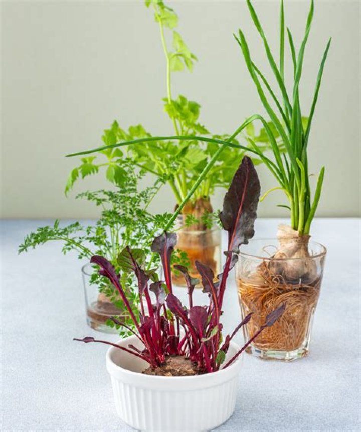 What vegetables can I regrow in water?