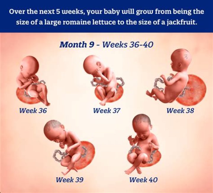 What week does 4 months start in pregnancy?