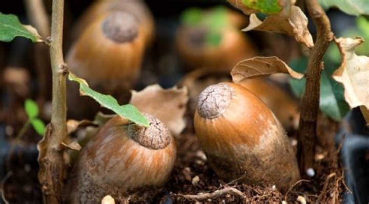 What were acorns used for in the Civil War?