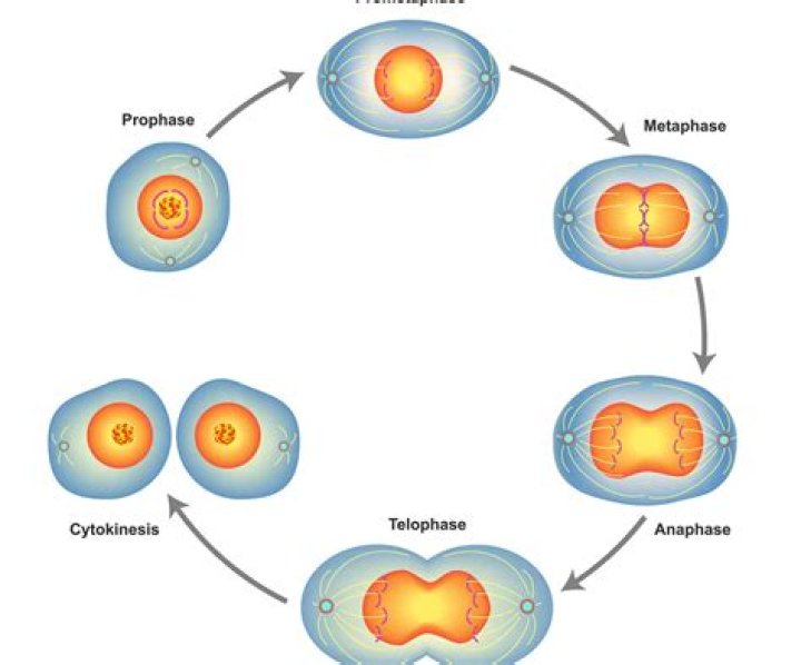 What would happen if one of the phases of mitosis went wrong?