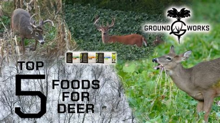 What's a deer's favorite food?