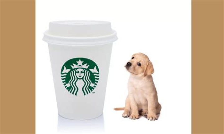 What's in Starbucks dog drink?