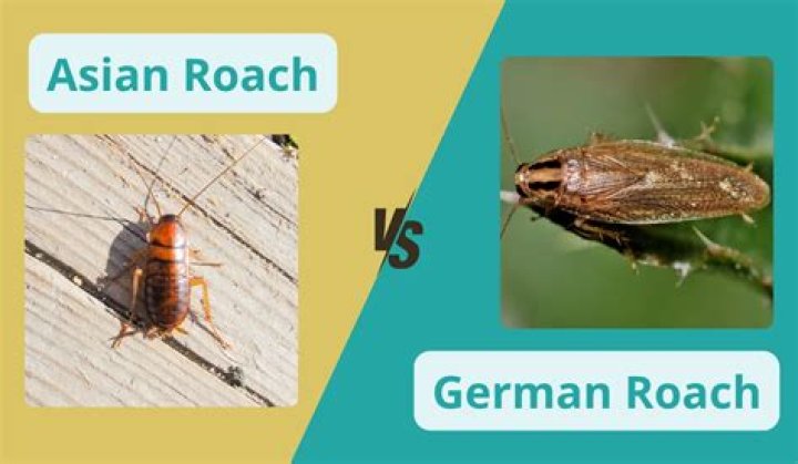 What's the difference between American and German roaches?