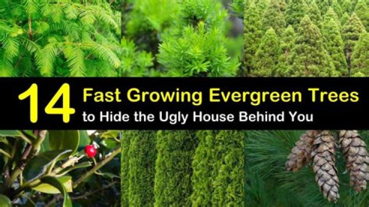 What's the fastest growing evergreen tree?
