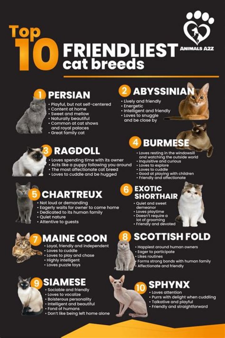 What's the friendliest cat breed?