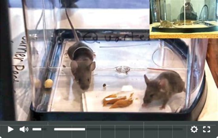 What's the smallest hole a mouse can go through?