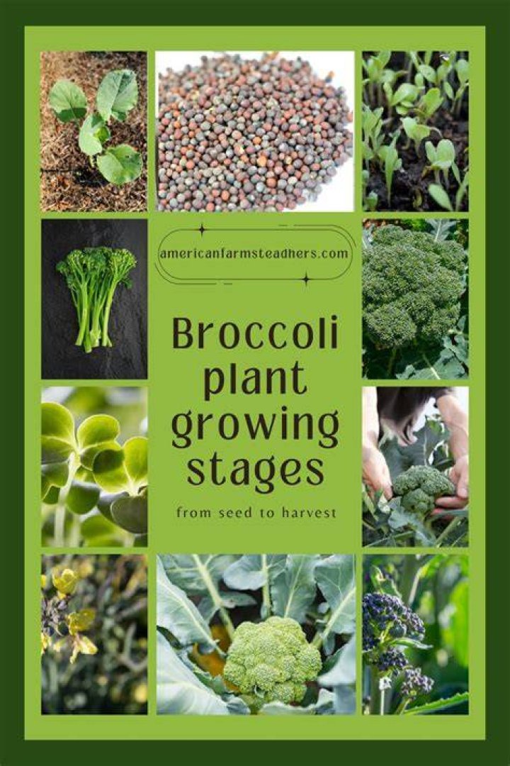 When did broccoli come to the UK?