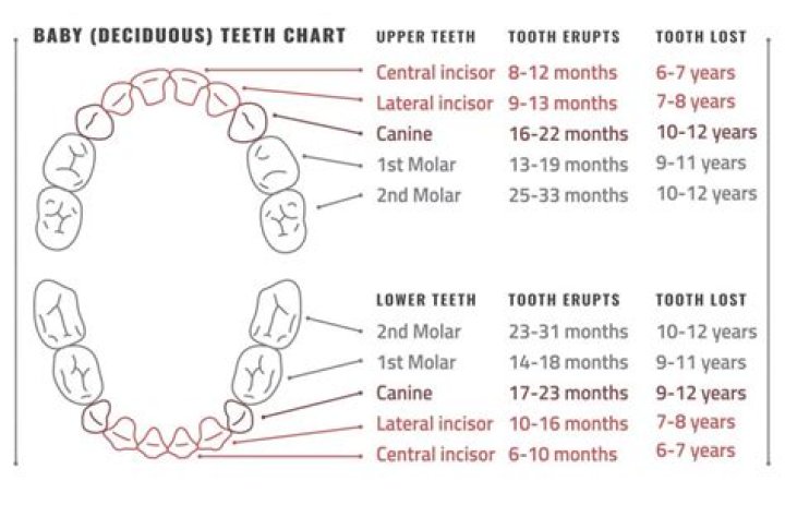 When do milk teeth fall out?